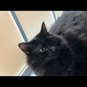 Meet your Posher, Amber